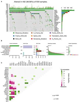 Development and Validation of a Tumor Mutation Burden–Related Immune Prognostic Model for Lower-Grade Glioma